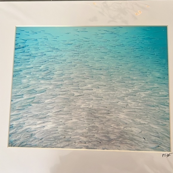 Fish photography 8x10 matted 11x14 - Picture 2 of 2